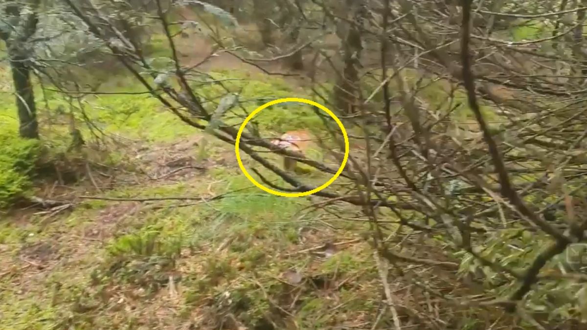 Jak zebrać kosz prawdziwków w 35 minut? Leśnicy pokazują