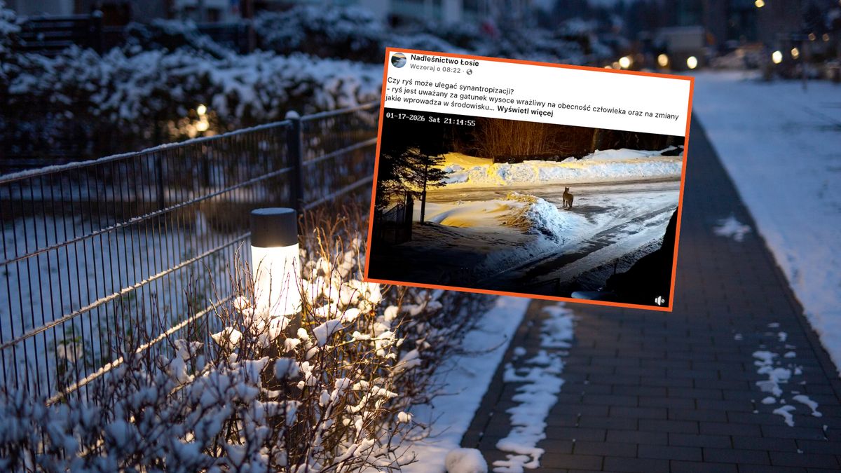 Nagrali rysia spacerującego w pobliżu domów