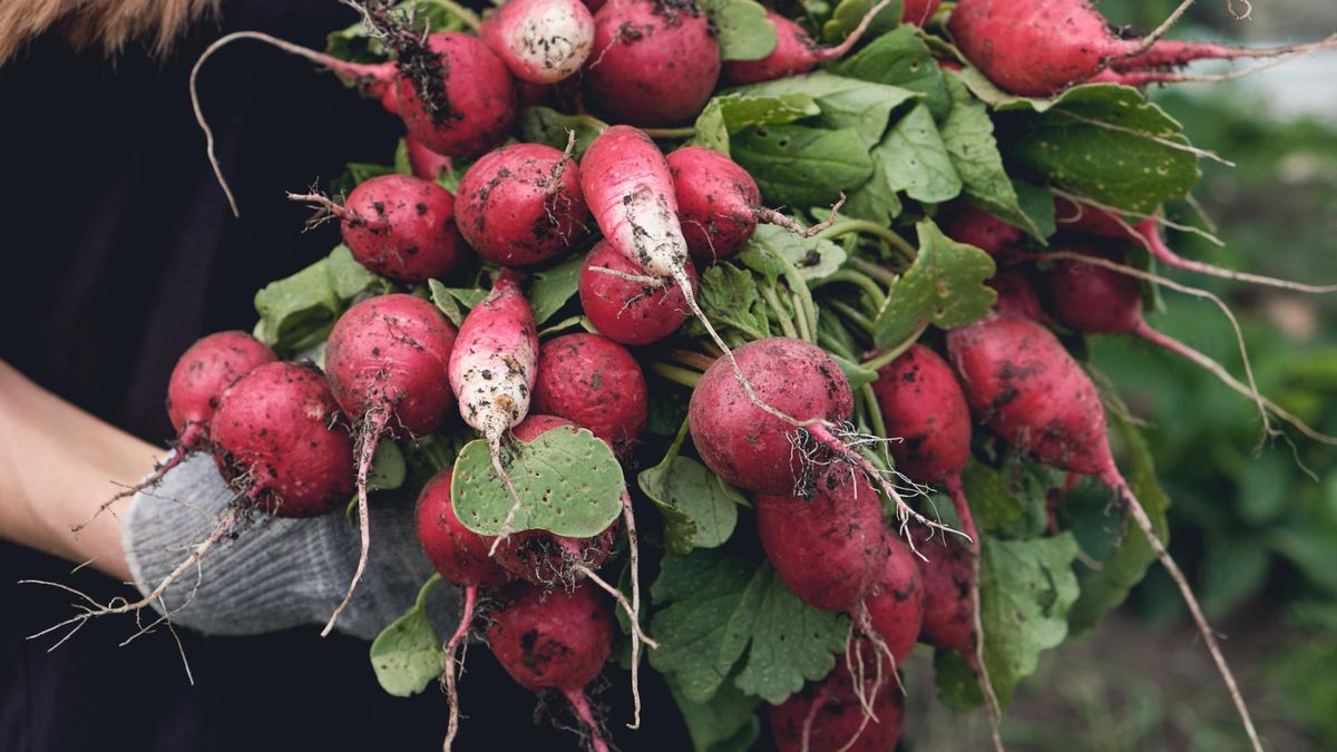 Rzodkiewka to skarbnica witamin i składników odżywczych