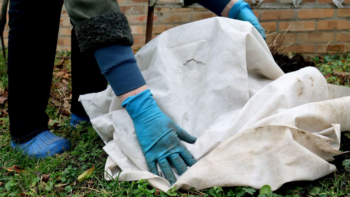 Jak zabezpieczyć rośliny ogrodowe nba zimę?