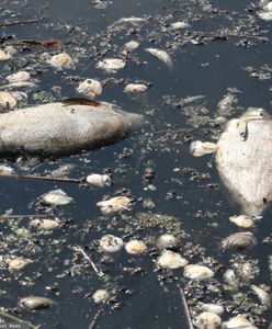 To mogło zatruć Odrę. Minister Moskwa podała najnowsze wyniki badań