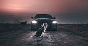 Apollo the Pies, czyli historia o moim małym fotograficznym przyjacielu
