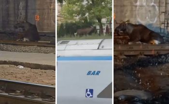 Dlaczego łoś paraliżuje ruch w centrum Warszawy? Bo człowiek paraliżuje życie w lasach