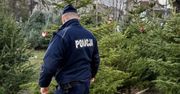 Nielegalna wycinka gałęzi i drzew przed świętami. Grożą duże kary
