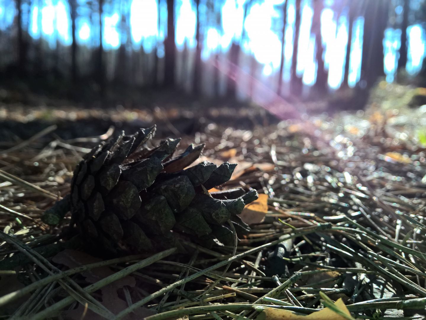 Lumia 930 - test fotograficzny 36