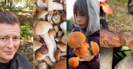Dumni celebryci chwalą się dorodnymi grzybami: Magda Gessler, Kasia Tusk, Agnieszka Dygant, Rafał Brzozowski... (ZDJĘCIA)