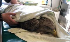 Barczewo. W lesie znaleziono rannego bielika. Zwierzę nie przeżyło