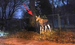 Spacerujące łosie sparaliżowały ruch na Białołęce