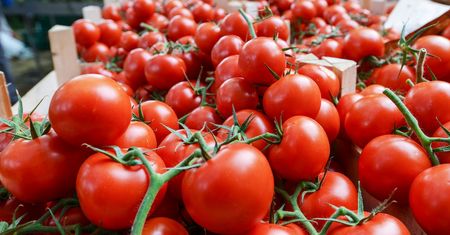 Pomidory w świetnej cenie – ten sklep bije konkurencję na głowę