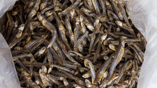 Jest zdrowa, mimo że z puszki. Najlepsza ryba dla serca