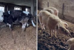 Przerażająca hodowla. "Psy zjadały padłego źrebaka"