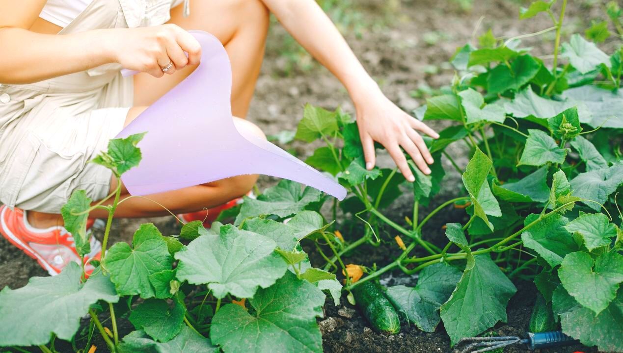 Wymieszaj i podlej ogórki rano. Ochroni je przed słońcem i upałami