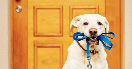 Dogtrekking - czym jest i na czym polega? Jak trenować z psem?
