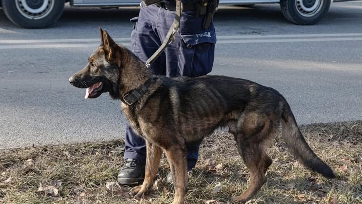 "Węgiel" pełni służbę w Rybniku.