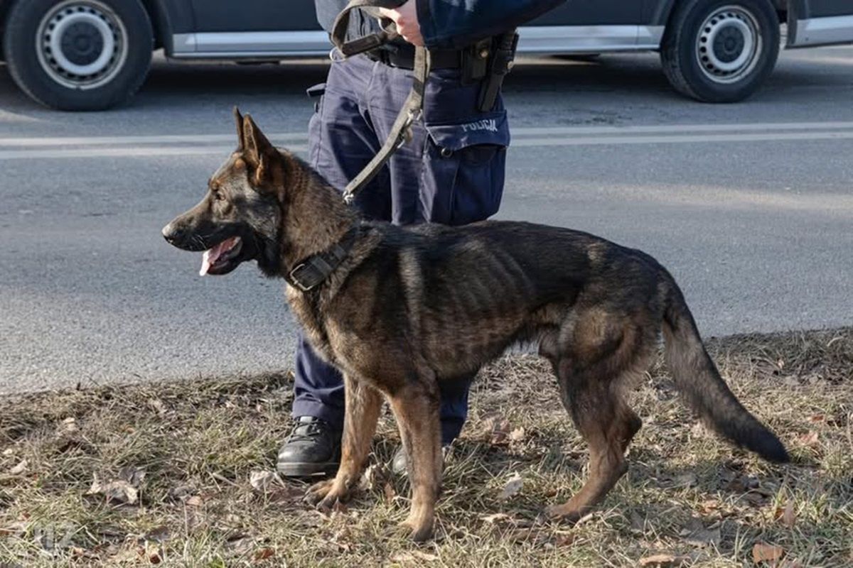 Zdjęcie wychudzonego psa. Policja reaguje
