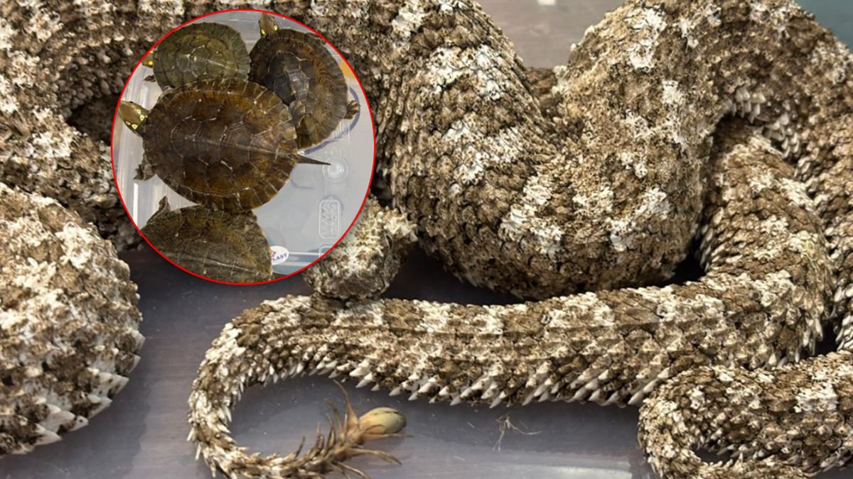 Mężczyzna aresztowany za przemyt węży