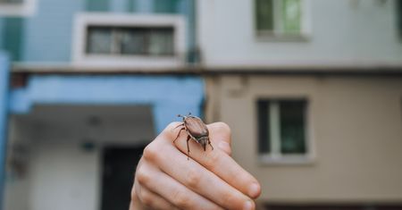 Już się pojawiły. Bywają uciążliwe. Jak się bronić?