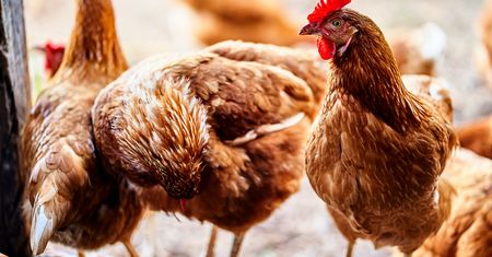Biopaliwa z surowców odpadowych przemysłu mięsnego