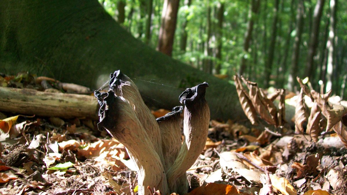 Lejkowce dęte w polskich lasach. Wyglądają źle, smakują doskonale