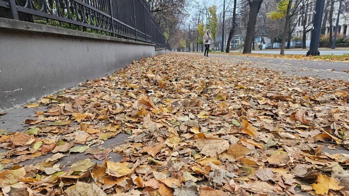 Liście zalegające na chodniku wzdłuż Al. Racławickich przy Ogrodzie Saskim