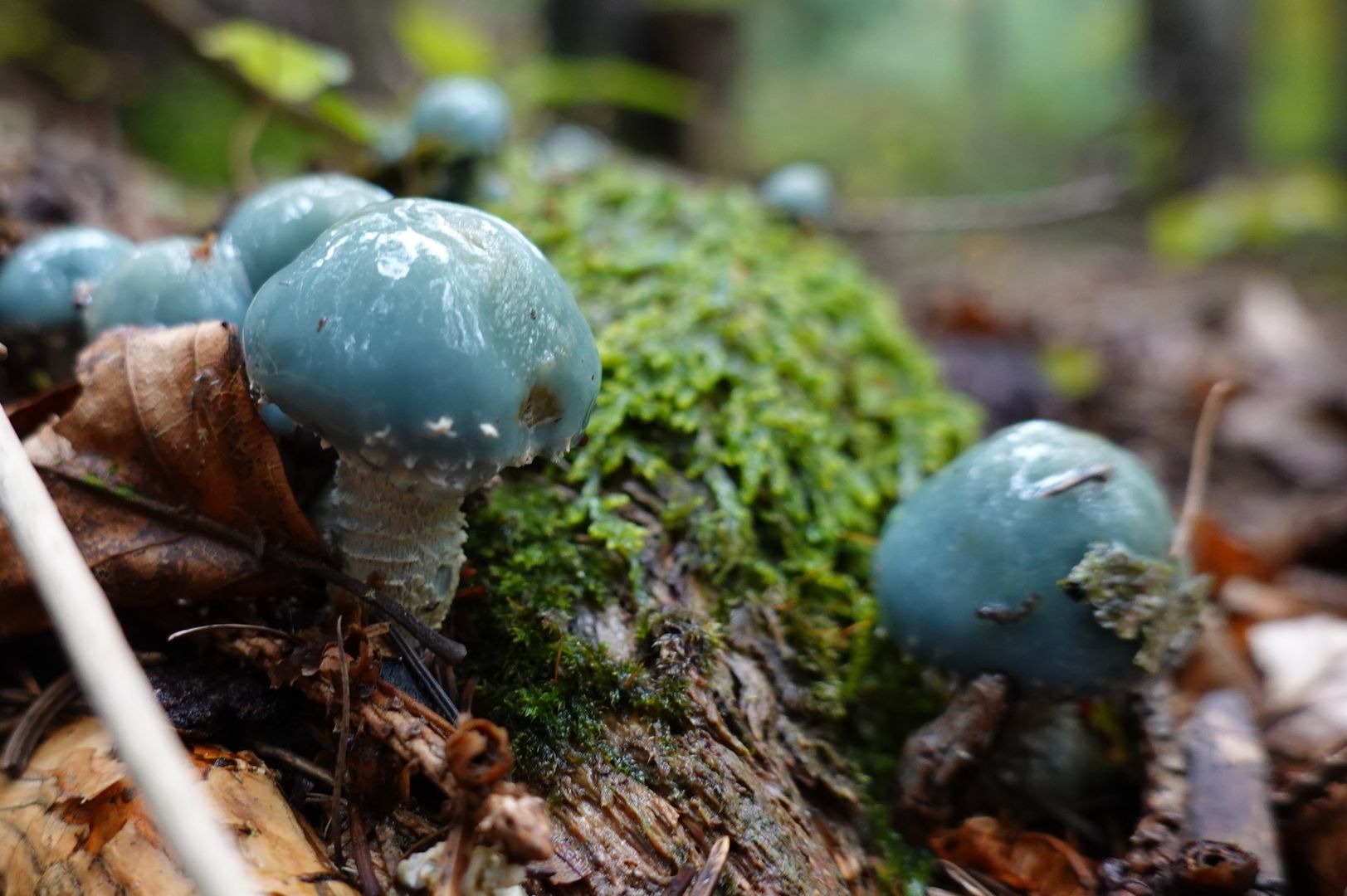 Niebieski grzyb w polskich lasach. Jest jadalny, choć trzeba na niego uważać