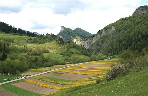 Obraz