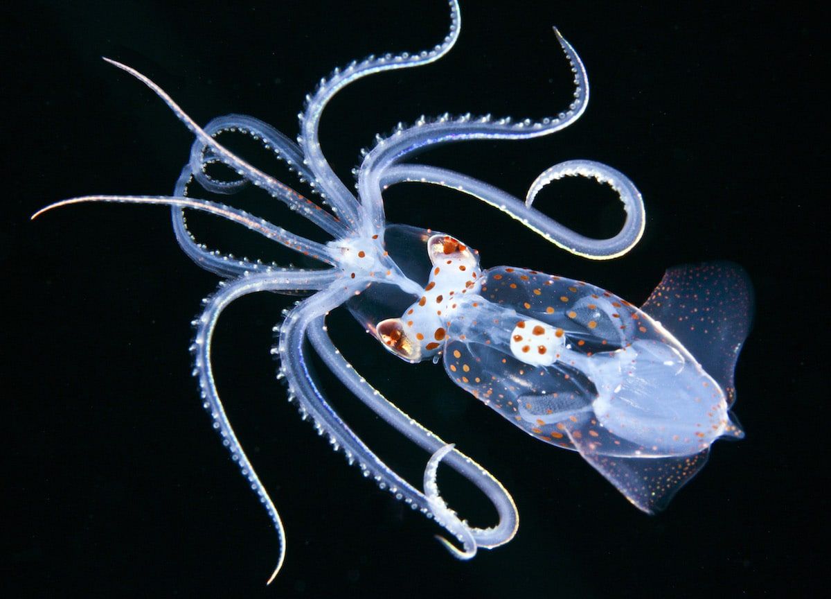 Piękne stworzenia z morskich głębin w konkursie Ocean Art Underwater 4