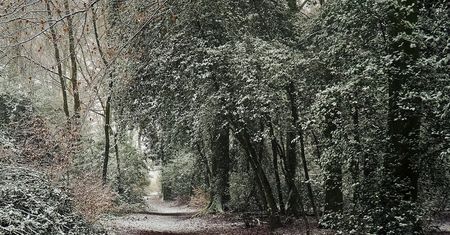 Grzybiarze, nie składajcie broni. W lasach pojawił się grzyb, któremu mróz niestraszny
