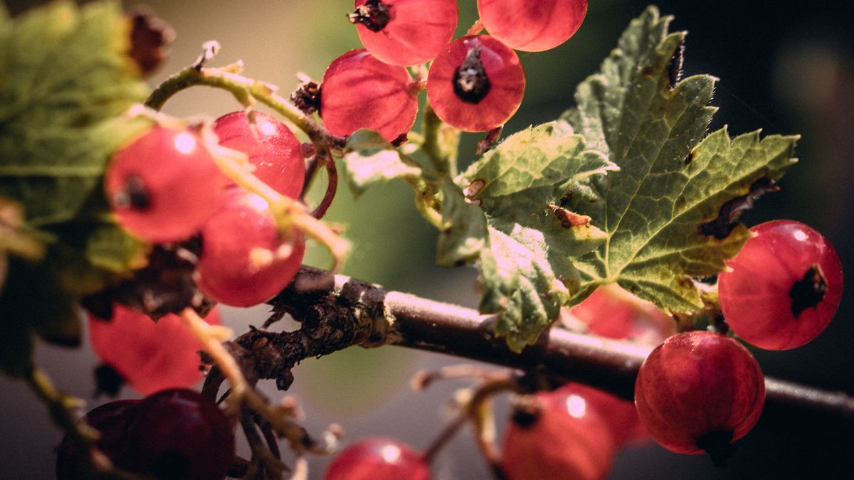 Czerwona porzeczka na krzaczku