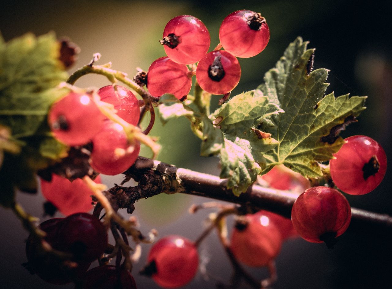 Red currant on the bush