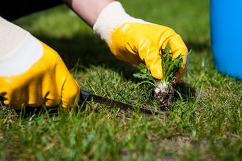 Jak pozbyć się chwastów z trawnika bez chemii? Sprawdzone naturalne sposoby