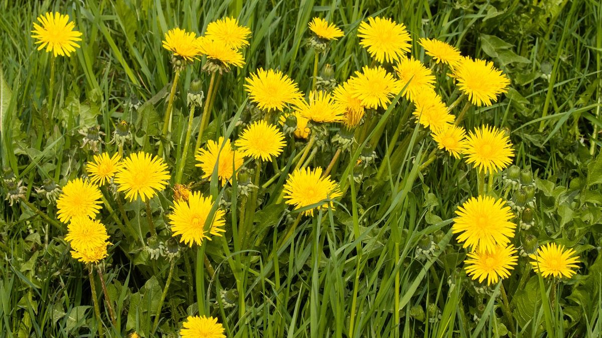 Zrywa na łące i serwuje zamiast makaronu. "Są piekielnie gorzkie, jak można to jeść" - dopytują internauci