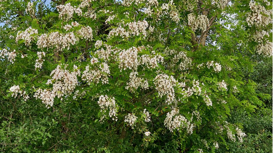 Robinia akacjowa jest gatunkiem inwazyjnym. 