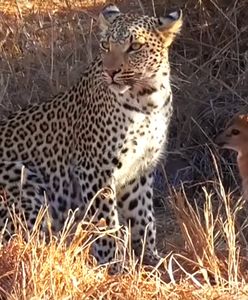 Lampart zwabił swoją ofiarę. Zachowanie jelonka zszokowało wszystkich