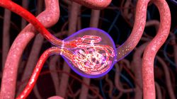 Nefron - budowa, funkcje, choroby