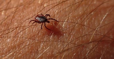 Kup w aptece i spryskaj ubrania. Zapach budzi postrach wśród kleszczy
