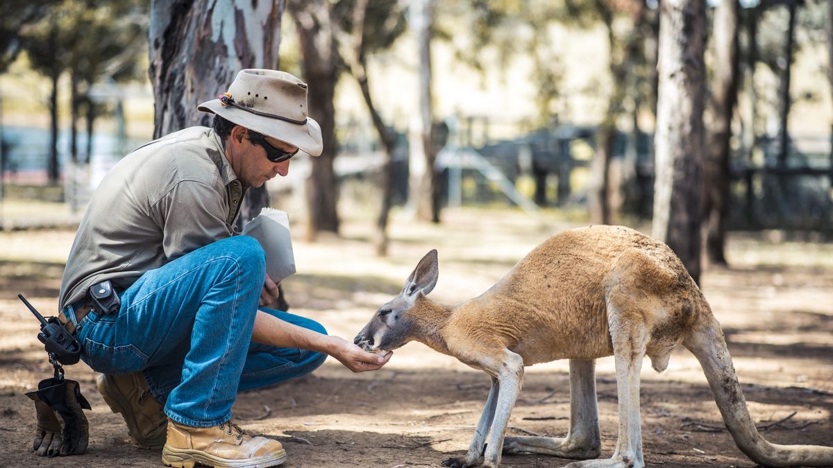 Kangury mogą komunikować się z ludźmi podobnie jak zwierzęta domowe