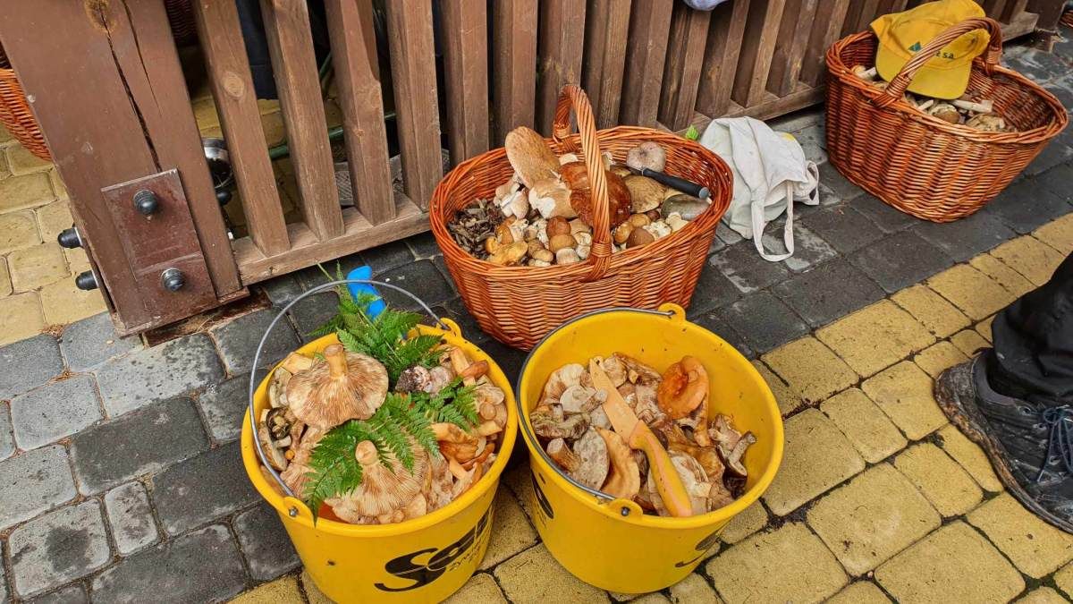 wiaderka pełne grzybów lublin i okolica