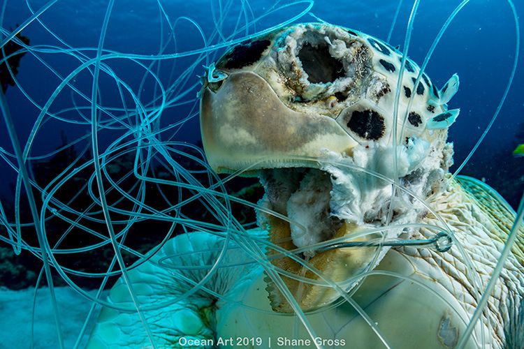 Tragiczny los przyrody na zdjęciach Ocean Art Photo Contest 3