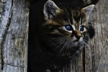 Akt oskarżenia za zabicie kota ze szczególnym okrucieństwem