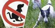 Mandat za niesprzątanie po psie? Schyl się i sprzątnij, opłaca się
