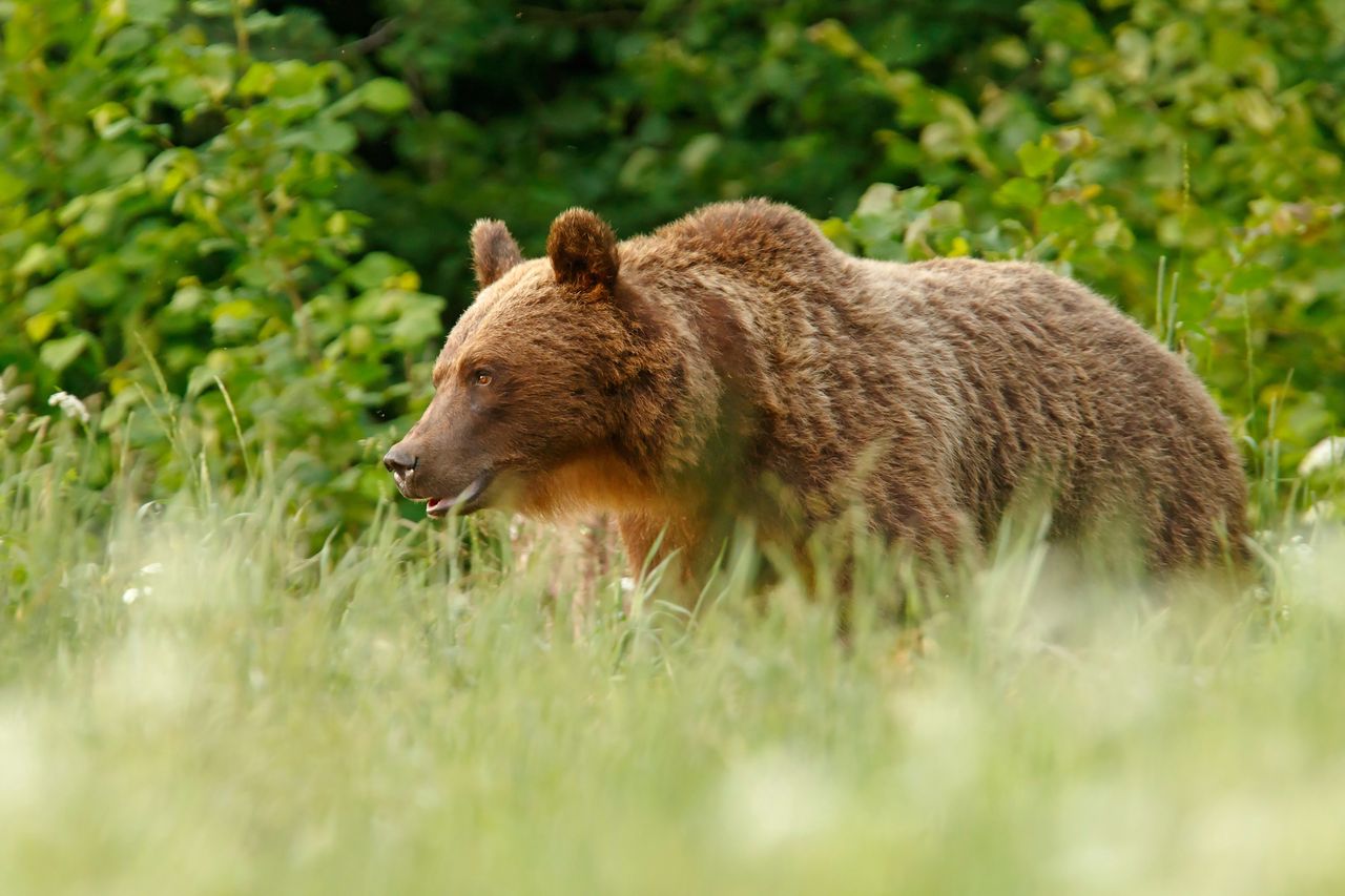 Niedźwiedzie zapadną w sen zimowy dopiero wtedy, gdy temperatury spadną poniżej zera