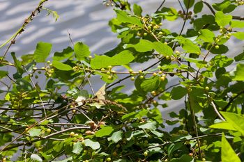 Pozbądź się z ogrodu do 2027 roku. Kto zignoruje, ten się nie wypłaci