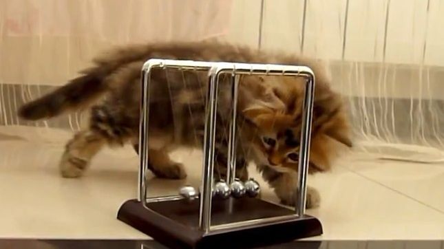 Koty i fizyka. Jak zareagują na kołyskę Newtona? 1