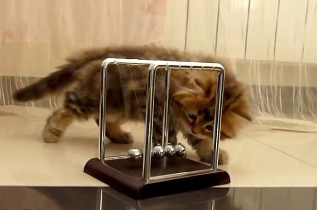 Koty i fizyka. Jak zareagują na kołyskę Newtona?