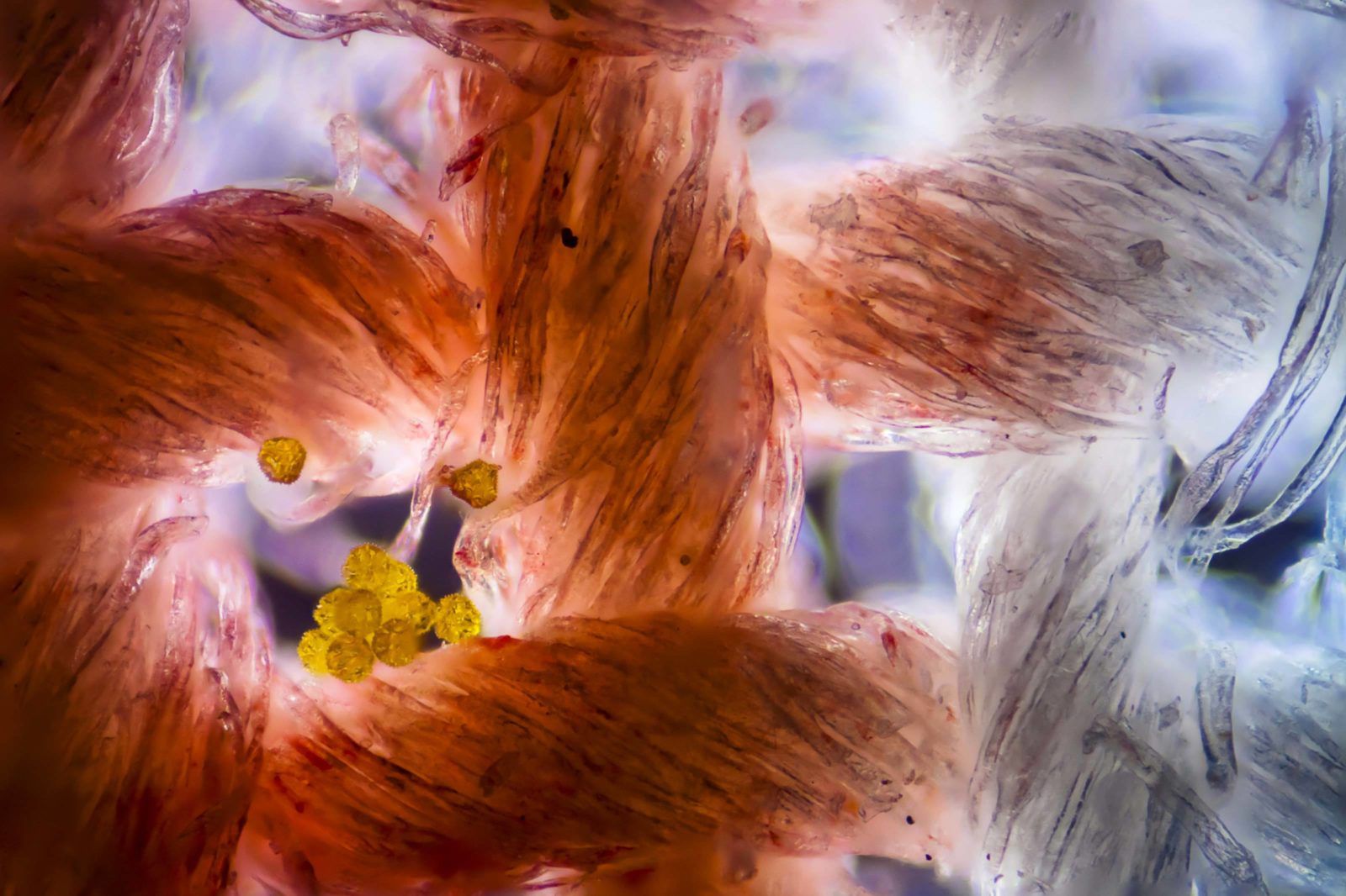 Małe jest piękne. Oto zwycięskie zdjęcia konkursu Nikon Small World 2021 13