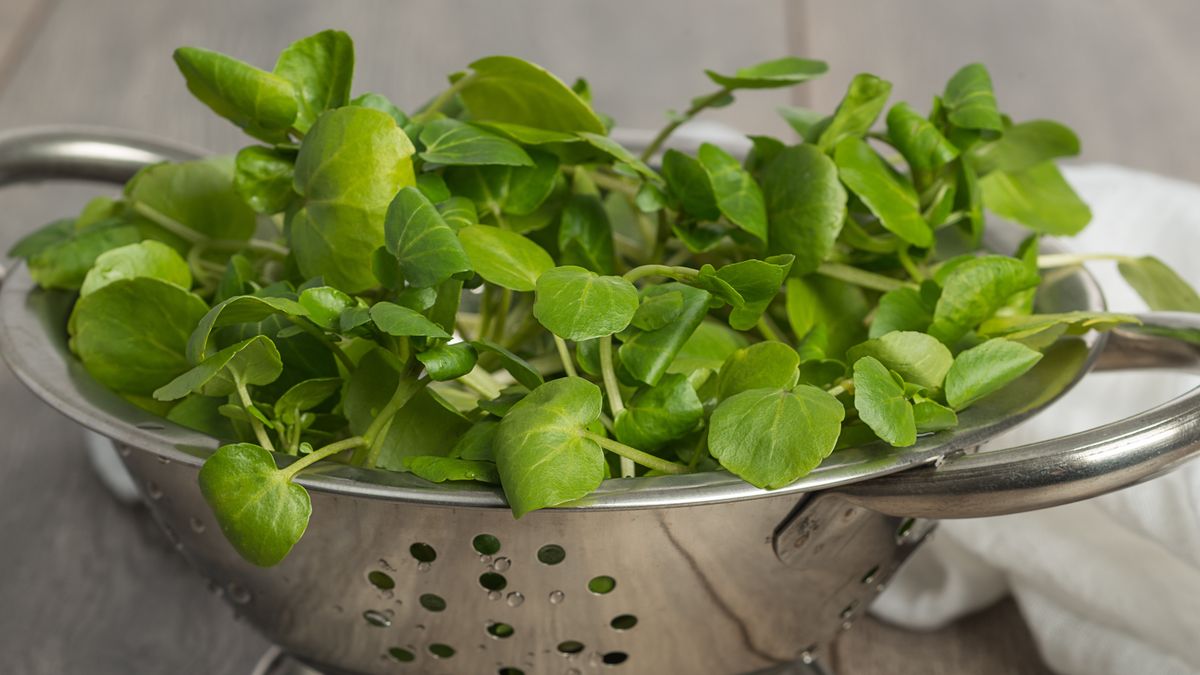 Skarbnica żelaza i potasu