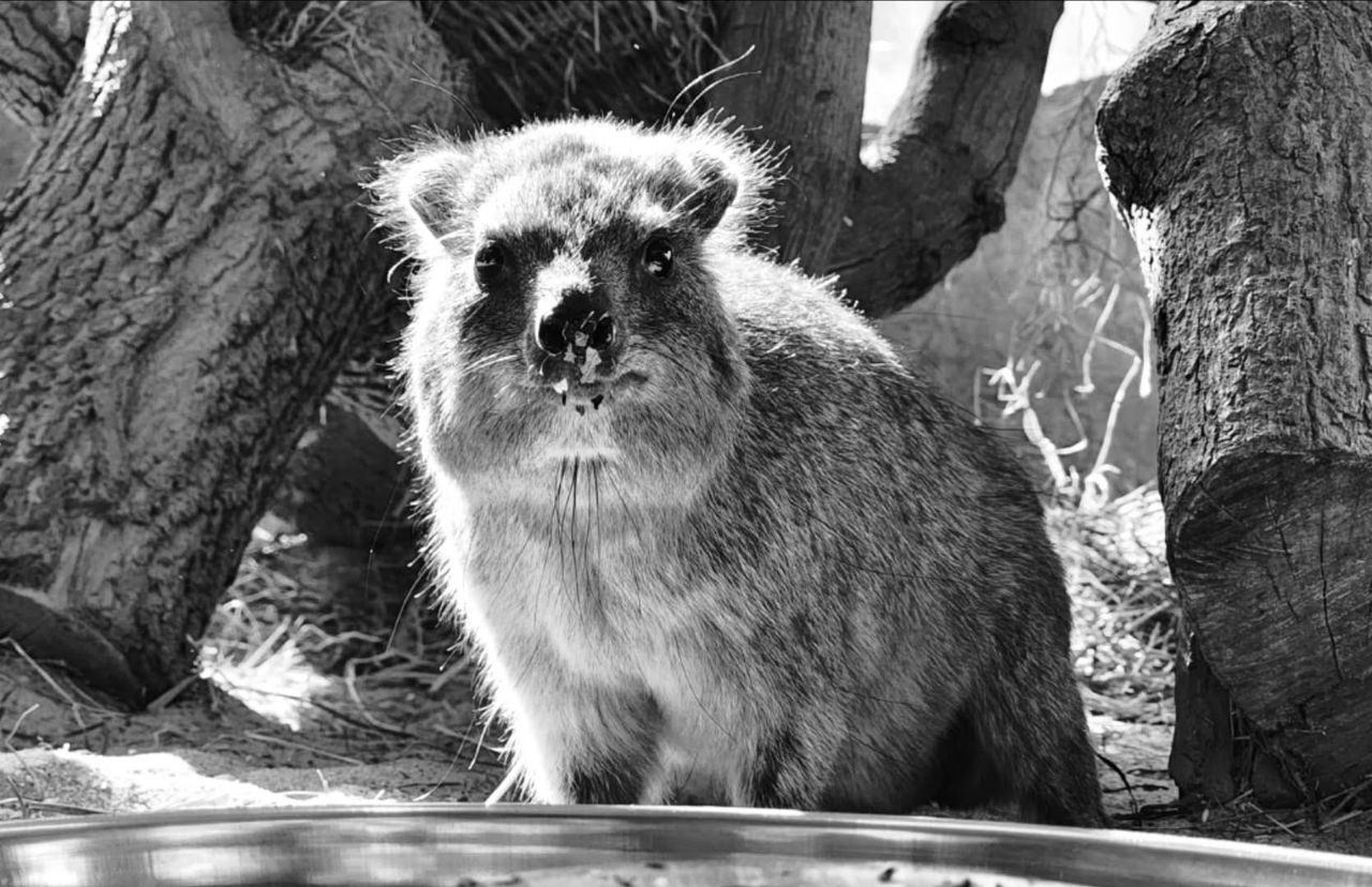 Warszawskie zoo żegna Ugandę. Była przywódczynią stada