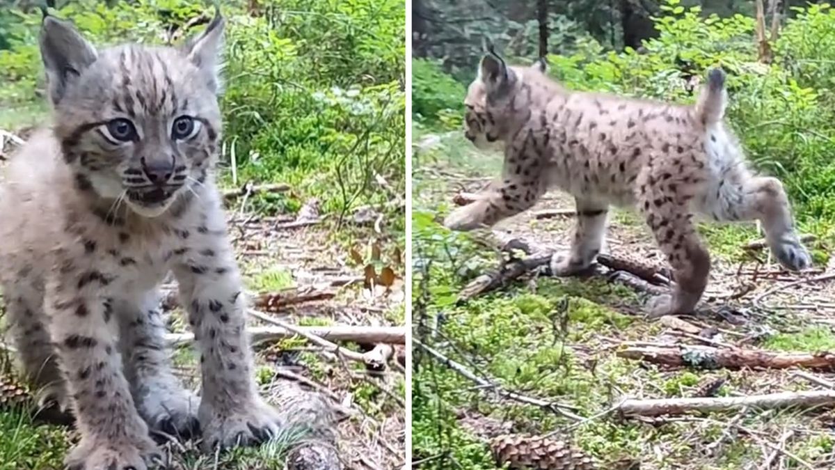Turysta w słowackich Tatrach napotkał na szlaku małego rysia 