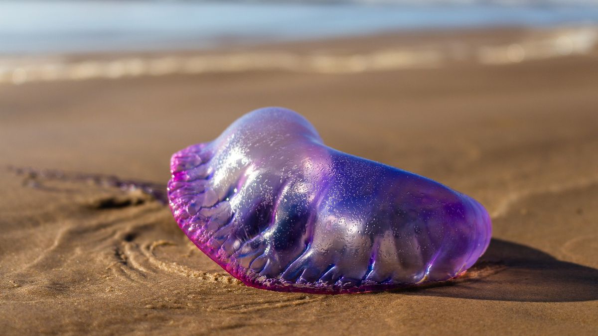 żeglarz portugalski